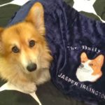 Jasper Islington Goes Undercover for The Daily #Corgi!