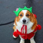 Noodles: The Christmas Elf Himself! (Ugly Sweater Edition)
