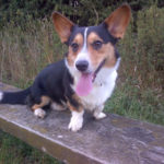 Cardigan Corgi Roll Call!