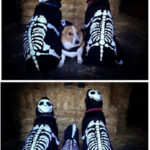 Rio, Blue and Jack: The (Un)usual PUP-spects!
