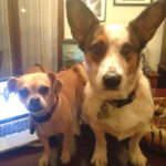 Dances With Rescued #Corgis!