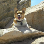 Catching Up with CorgiPals