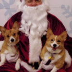 Catching Up with CorgiPals