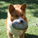 Friday Freebie: A CorgiPals Bonus Post!