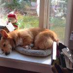 Post-Christmas Poop-Out …