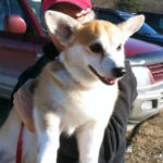 Adoptables Thursday: Coby the Adventurer!