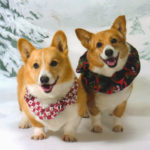 Saturday Corgi Smilers: Cowboy and Priya!
