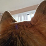 The (Corgi) Ears Have It!