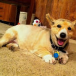 Thursday Adoptables: Gus the Lovable!