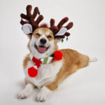 Christmastime is serious business. Just ask any #Corgi!