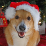 Here Comes #Corgi Claus!