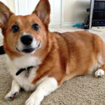 The Tale of Toby the Brave, In His Own Words!