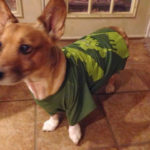Team Toby Update and Holiday Card Address Correction!