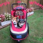 Wheelcorgis Roll On in 2014!
