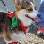 Corgis in Virginia Christmas Parade!