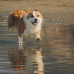 Coastal Corgis Rock! Summertime Dreams.