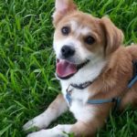 #Corgi Smile Cam: Cooper!