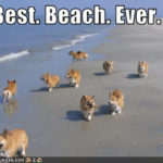 LOL Corgis!