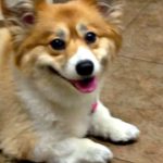 Saturday #Corgi Smiler: Ellie!