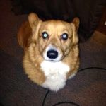 Thursday Adoptables: Jazz of Kansas!