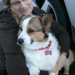 Profiles In Caring: Corgi Connection of Kansas