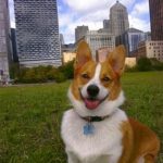 It’s a Corgipals Hit Parade!