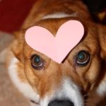 My #Corgi Valentine, Sweet Comic Valentine