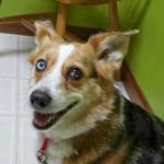 Thursday Adoptables: Rascal of Kansas!