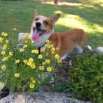 Thursday Adoptables: Teej’s Long Journey Home