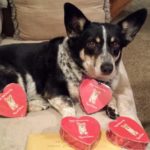 Wanted: Your Valentine #Corgi Pics!