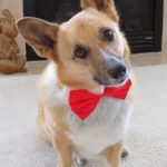 You and Your Corgis Are Formally Invited …