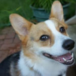 Thursday Adoptables: Buster the #Corgi of Minnesota