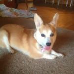 Calvin the #Corgi: A Great Escape Artist, Home At Last