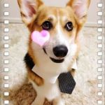 A Very #Corgi Valentine’s Day!