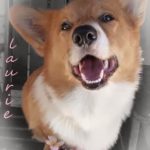 Happy #Corgi Valentines Week — Day One!