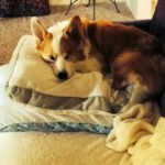 The World According to Jake the #Corgi