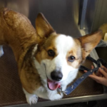 Adoptables Spotlight: PJ, April and Jack + a Coby Happy Ending!