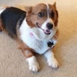 Thursday #Corgi Adoptables: Rosey of Kansas, Kasha of California