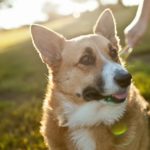 Top Ten Reasons Why People Foster #Corgis!