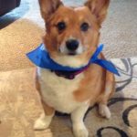 Toby and Tucker : #Corgi On!