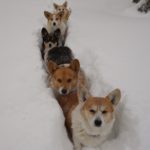 Catching Up with CorgiPals