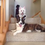 Crosbie, Otis & The Moms: A Circle of Friends