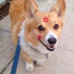 Yogi “The Crazy #Corgi”: We Knew Him When!