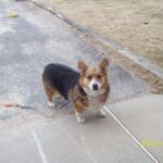 Adoptable Thursdays: Brody the #Corgi of Rhode Island