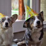 Saturday #Corgi Smilers: Lucy and Andy!
