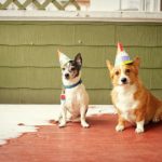 My Very #Corgi Birthday!
