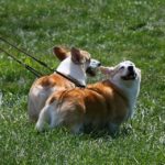 Saturday #Corgi Smilers: Royal Trude and Copper John!