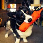 Preview Cam: Pippin the Cardigan Welsh #Corgi of Alaska!