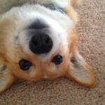 Saturday #Corgi Smiler Sammie So-Sa!