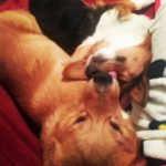 Sunday #Corgi Schnoozlers: Jelly and Remi